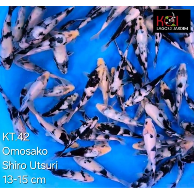KT.42 SHIRO UTSURI