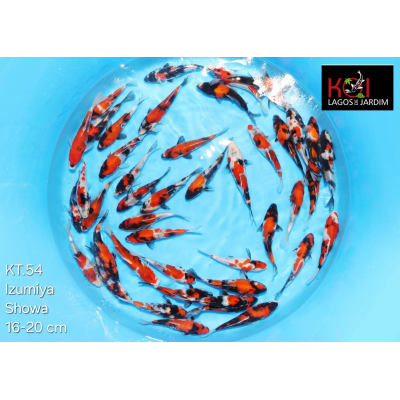 KT.54 SHOWA KT.54 SHOWA