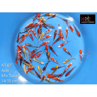 KT.67 AOKI METALLIC MIX
