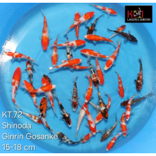 KT.72 GINRIN GOSANKE
