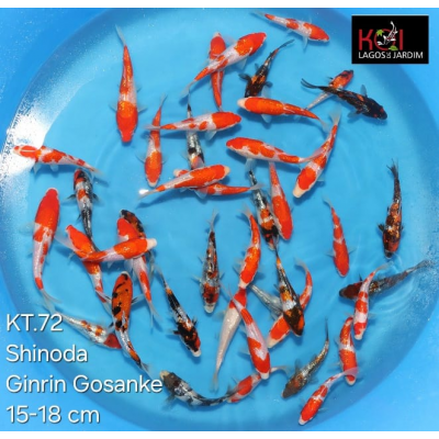 KT.72 GINRIN GOSANKE