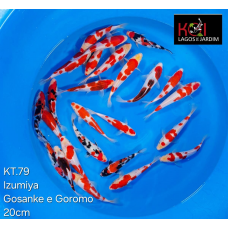 KT.79 GOSANKE / GOROMO VHQ