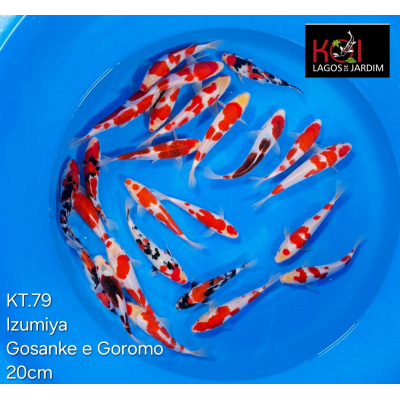 KT.79 GOSANKE / GOROMO VHQ KT.79 GOSANKE / GOROMO VHQ