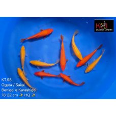 KT.95 BENIGOI / KARASHIGOI HQ