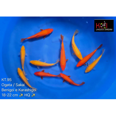 KT.95 BENIGOI / KARASHIGOI HQ