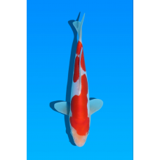 KV.07 DOITSU KOHAKU