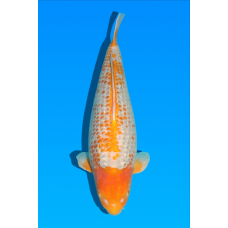 KV.17 GOLDEN CORN