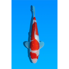 KV.28 GINRIN KOHAKU