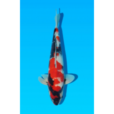 KV.40 SHOWA