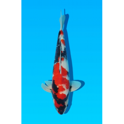 KV.40 SHOWA