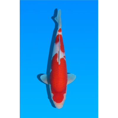 KV.52 KOHAKU