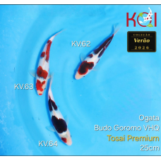 KV.62-64 BUDO GOROMO VHQ