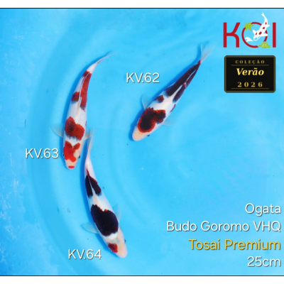 KV.62-64 BUDO GOROMO VHQ