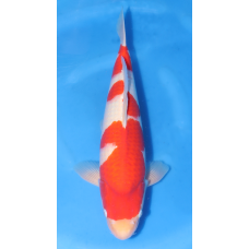 KS.08 KOHAKU