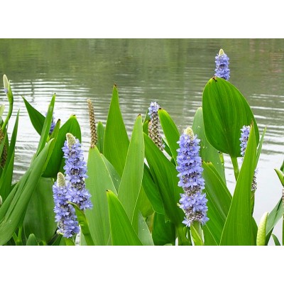 (PA) PONTEDERIA CORDATA (Pickerel Weed) (PA) PONTEDERIA CORDATA (Pickerel Weed)