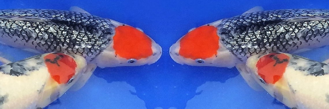 Carpa KOI